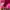 Sportswear Pria pink photo 5