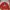 MLB Biker Sweater Pria red photo 2