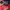 Umbro Y2K Sportswear Puffer jacket Pria red black photo 6