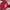 Russell Athletic Vintage Y2K Hoody Pria burgundy red photo 3