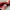NIKE VINTAGE LOW RED photo 5