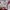Adidas Vintage Casual Jersey Pria white red photo 4