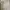 TBJ Nearby Minimalist Puffer jacket Pria white black photo 6