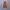 Vans Authentic 44 DX Anaheim Factory photo 5