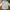 Tommy Hilfiger Minimalist Casual Formal Shirt Pria White
