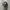 Realtree Hat BUCKEY STATE PIRE