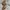 Charles and Keith Vintage Heels Wanita brown photo 2
