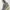 Adidas nizza leopard photo 4