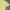 Crop top yellow pastel photo 4