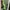 Shein Casual Jumpsuit Wanita green photo 2