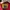 Elstinko Casual Sweatshirt Pria red photo 3