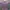 Olivia rodrigo prikitiw purple tipe of top photo 2