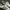 Adidas Indie Casual Sneakers Pria white green photo 2