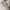 New Balance Streetwear Sportswear Sneakers Pria gray cream photo 3