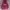 Dickies Vintage Streetwear Hoody Pria burgundy black photo 1