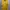 Casual Casual shirt Pria yellow photo 1