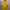 Casual Casual Shirt Pria Yellow