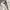 EDWIN Vintage Short Pria white photo 4