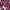 Pull & Bear Vintage Skater Hoody Wanita burgundy photo 1