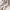 Sportswear Track jacket Wanita cream photo 6