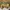 MOSCOT Lemtosh Blonde Classic Dray photo 4