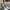 Timberland Icon Premium WP Boot Chinois Waterbuck