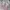 VANS Vintage Y2K Sneakers Wanita pink photo 1