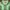 JAPAN SELVEDGE SUGAR CANE By TOYO ENTERPRISE STRIPED SNAP BU photo 3
