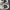 Compass Streetwear Sportswear Casual shoe Pria gray cream photo 2