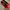 Marks & Spencer Luxury Platform Wanita Red