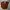 Uniqlo Streetwear Casual Casual pants Pria burgundy photo 1