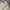 Uniqlo Vintage Casual Culotte Wanita white photo 5