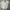 Uniqlo Streetwear Casual Casual pants Pria cream photo 1