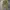 Levi's Vintage Streetwear Casual Pants Pria Tan