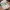 Polo Ralph Lauren Biker Hat Pria White