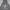 Teenie Weenie Casual Hoody Pria gray photo 2