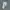 Adidas Streetwear Casual Sneakers Pria white photo 5