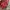 Avirex Vintage Leather jacket Pria red photo 7