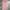 Coquette Casual Culotte Wanita pink photo 1