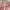 Coquette Casual Culotte Wanita pink photo 2