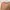 Bershka Minimalist Casual Sweatshirt Wanita Tan