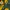 Luxury Vintage Puffer jacket Pria yellow green photo 4
