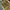 Vintage Casual Culotte Wanita yellow photo 3