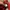 MLB Sportswear Hoody Pria burgundy red photo 4
