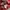 Diadora Sportswear Hoody Pria red photo 4