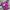 Nike Running Dri Fit Camo Pink Woman Jersey