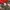 Another Shop Vintage Y2K T-shirt Pria red photo 2