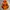 The North Face Gorpcore Casual Puffer jacket Pria orange photo 4