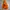 The North Face Gorpcore Casual Puffer jacket Pria orange photo 1