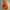 The North Face Gorpcore Casual Puffer Jacket Pria Orange